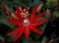 PASSIFLORA VITIFOLIA